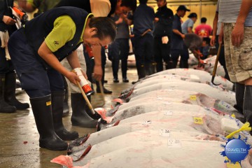 Giappone, tsukiji market, asta dei tonni