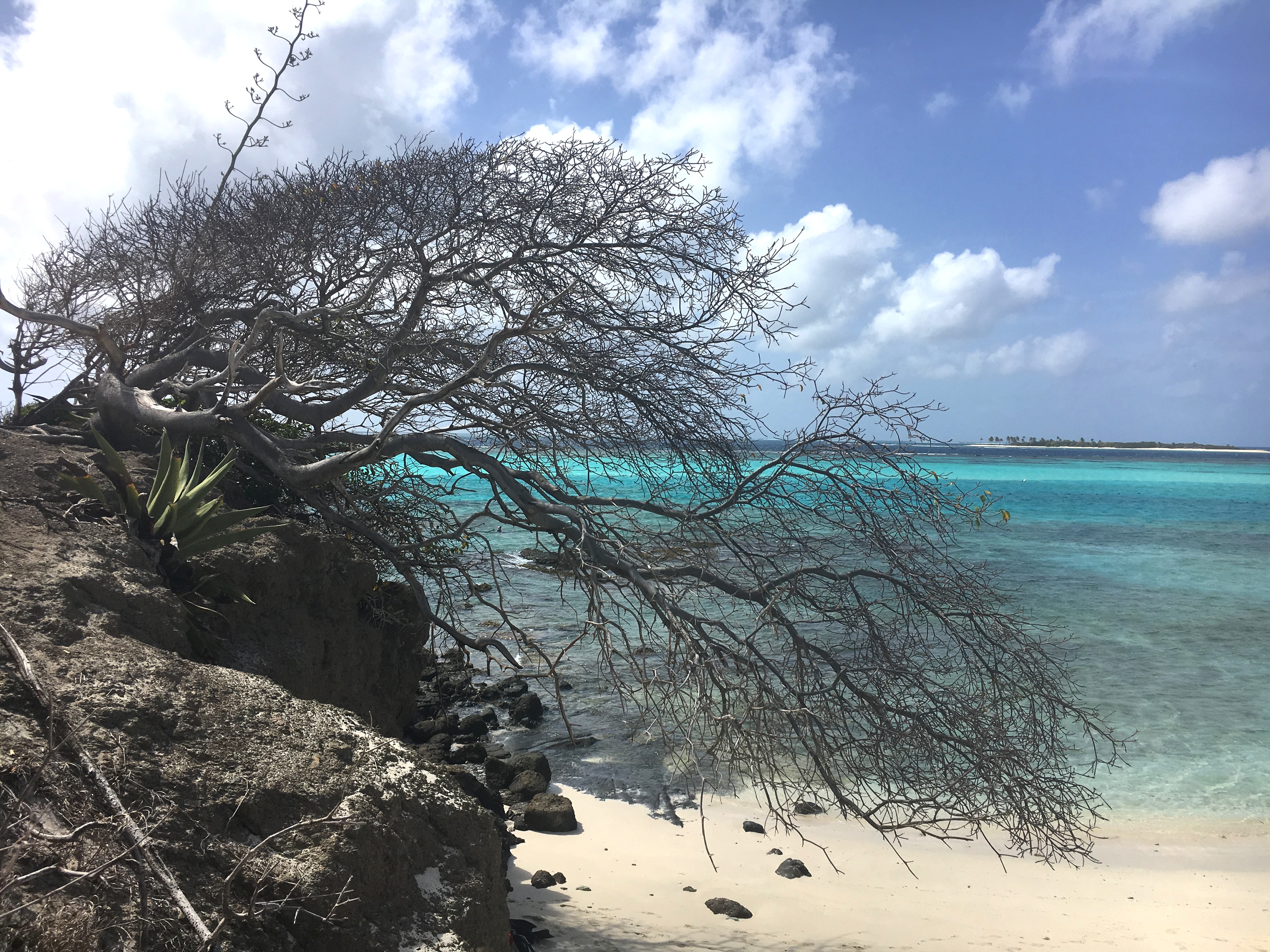 Tobago Cays Grenadine - crociera Caraibi