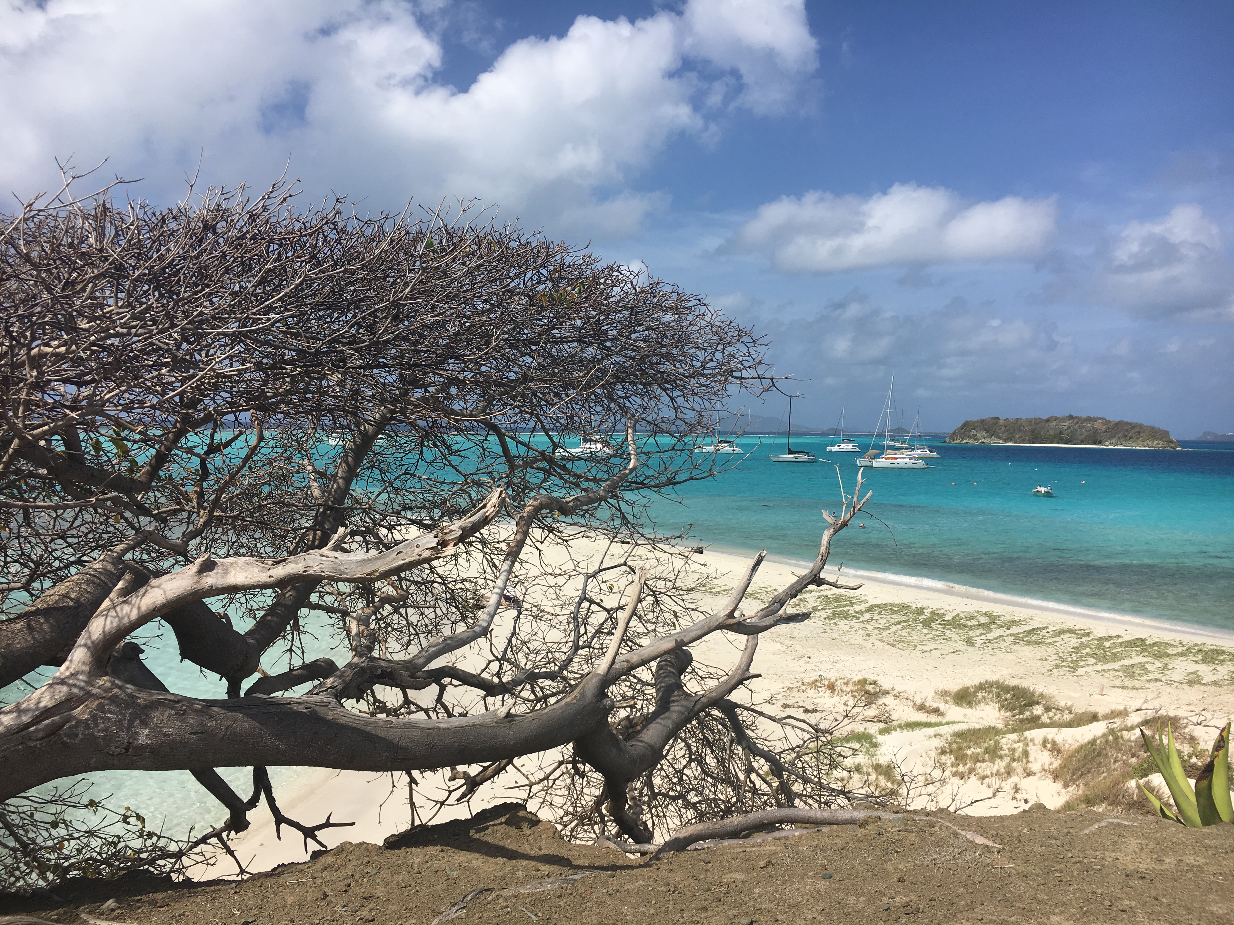 Tobago Cays Grenadine - crociera Caraibi