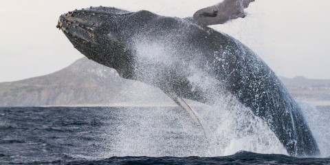 viaggio in norvegia balene tromso